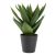 Mélyzöld színű egzotikus mű Aloe vera. Méretei: Átmérő: 25 cm Magasság: 30 cm