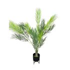 Areca pálma fekete kaspóban