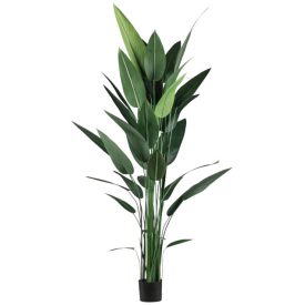 magasság: 210 cm cserép átmérő:15 cm