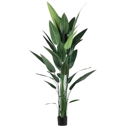 magasság: 210 cm cserép átmérő:15 cm