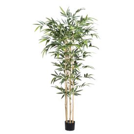 magasság: 150 cm kaspó átmérő: 15 cm