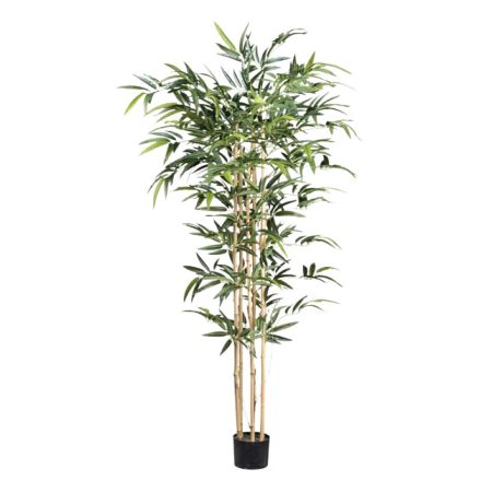 magasság: 150 cm kaspó átmérő: 15 cm