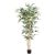 magasság: 150 cm kaspó átmérő: 15 cm